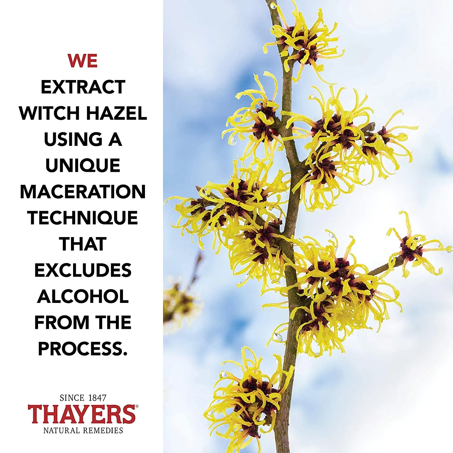 Thayers Rose Petal Witch Hazel Toner With Aloe Vera